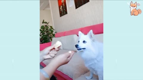 Cute dog funny video 🤣🤣. Very funny video , cute video , funny video 🤣🤣🤣🤣🤣