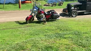 Curious Yorkie sniffs out the fox tail