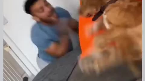 Dog Gets Shocked By Owner