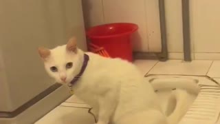 Cat using toilet