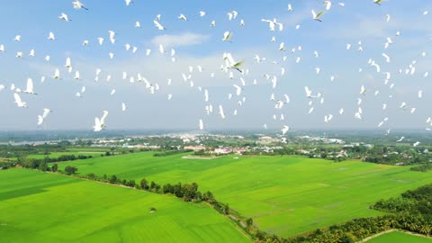 Isn't it nice to fly a flock of birds in the clear skies of the countryside?