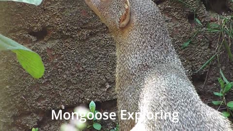 Mongoose Exploring/Flying Friends