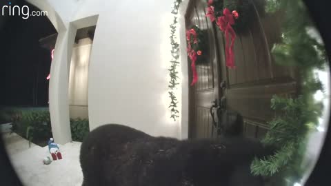 a door bell ringing bear