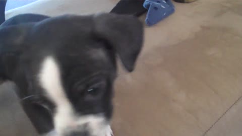 Puppy desperately wants to chew on hand