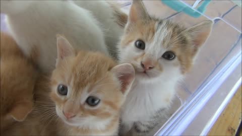 Kittens meowing (too much cuteness) - All talking at the same time!