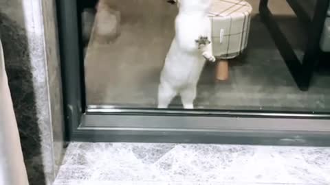 🐈 cat scratching glass 🐈