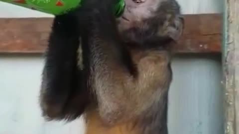 Funny video monkey drinking hard drink