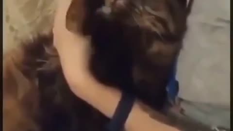 cat moving its hands