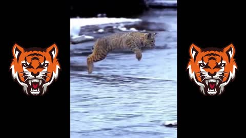 Tiger Jumping Video - Viral Animals Video clips - Funny Animal Video clip