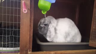 Adorable bunnies drinking and licking water