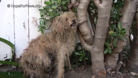 Two homeless dogs, one of them missing HALF of his leg! #dog #story