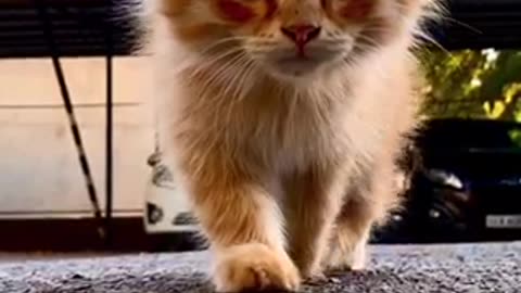 Cat walking slow motion video lovely walk 😍