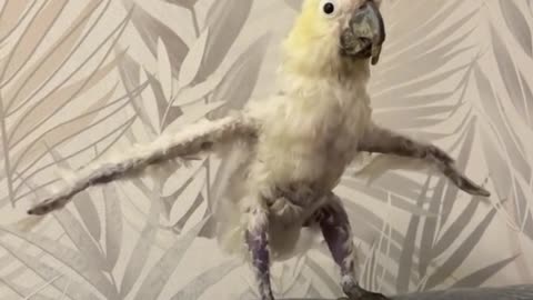 Cockatoo Stretches His Wings