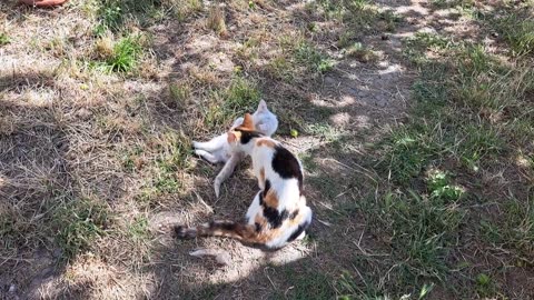 Mother caresses her kittens 🥰 Little kittens are playing.