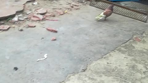 RASTAFARIAN TRAINS BIRDS an Pitbull.