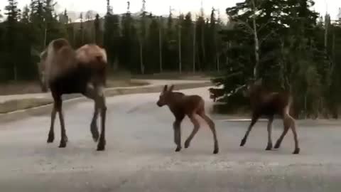 moose with moose calves