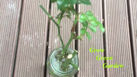 How to grow rose cuttings in water