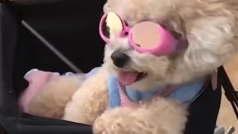 Dog on a bicycle wear sunglasses