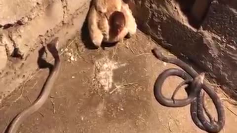 Mother Chicken vs 3 Cobra