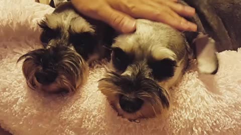 Two cute schnauzers