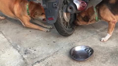 Dogs Arguing Through a Motorcycle Wheel