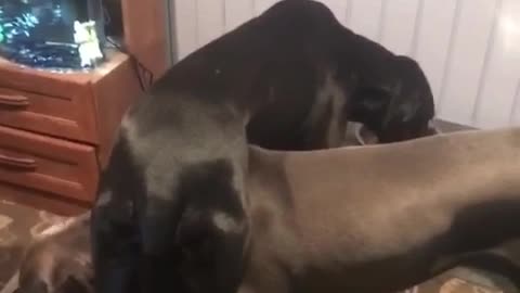 Black dog eats over brown dog