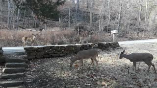 Woman's Pet Herd of Deer Stop By