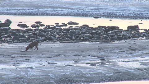 Dog Picking Up Frisbee on Icy Frozen Beach