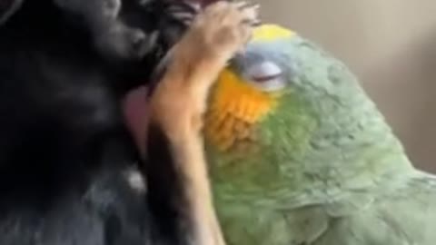 Parrot vs Dog Funny Video 🤣🤣🤣