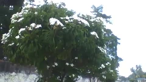 Several bushes with beautiful white flowers, filmed during the rain [Nature & Animals]