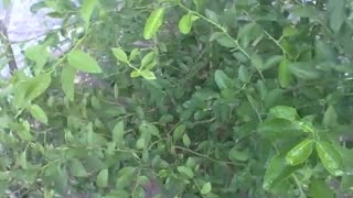 Small lemon tree with raindrops [Nature & Animals]
