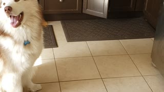 Smart Husky Learns How to Close Kitchen Cabinets