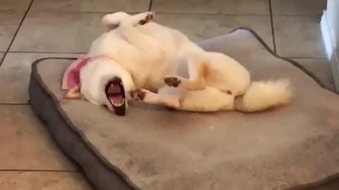 Dogy Sleep in Werid Position With Open Mouth