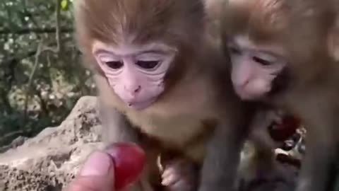 Must watch cute animal babies trending video baby animals