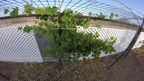 Update the Grape Wire Shack/Grape Arbor Shack Part 3.