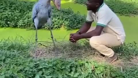 man approaches Shoebill Stork