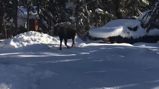Moose in my driveway