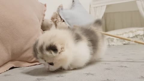 cute kittten with short legs
