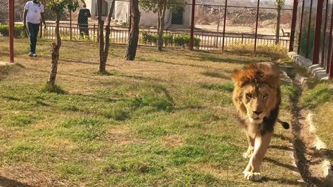 How To Tame Wild Bengal Tiger & Tiger Listen Tiger ROAR....