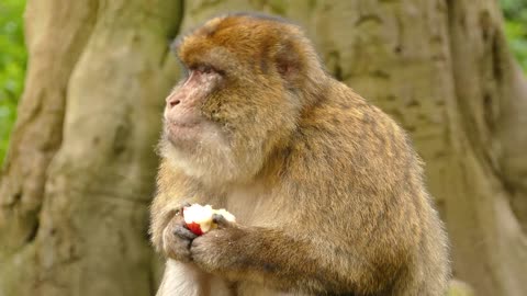 Have you ever seen a monkey eating an apple?