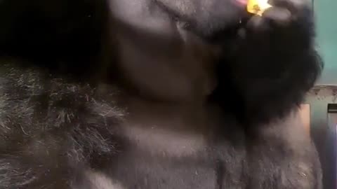 Everyones favourite silverback is savouring his quince fruit! #silverback #gorilla #asmr #mukbang