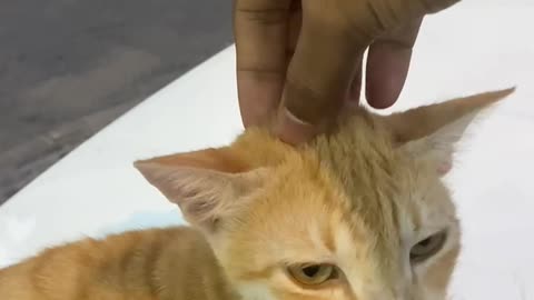 My 🐈 cat baby want Massage 💆‍♀️ .