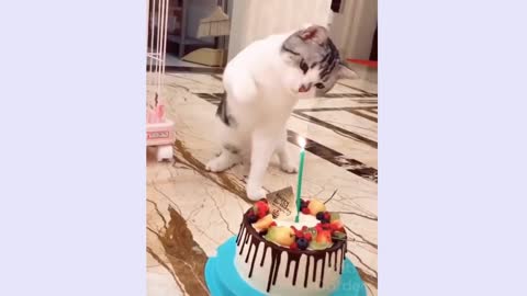 The cat is making her birthday very cute and funny video must watch