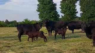 Crazy Angus bull.