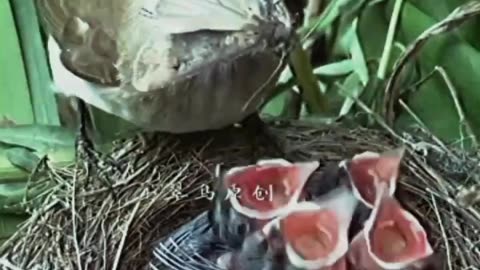 Birds feeding #cute birds #birdslover #beautifulbirds #birds