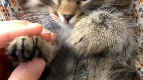 A Person Massaging the Paws of a Kitten