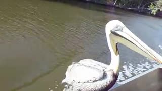 Pelican in the Everglades