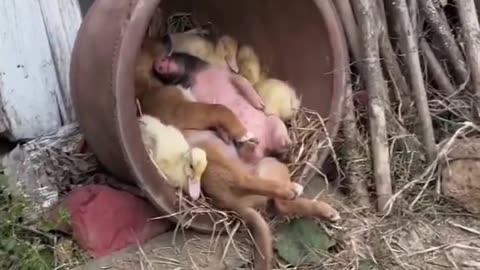 Snuggle squad.. 🐶🐾🐥😍