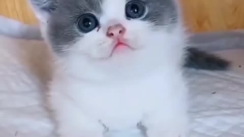 Cute little cat looks so innocent