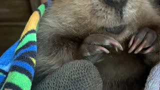 Baby Beaver Beeps